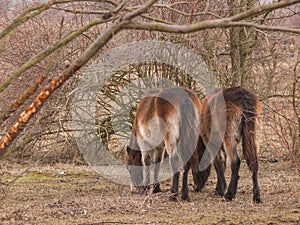 Two Exmoor ponies on meadow