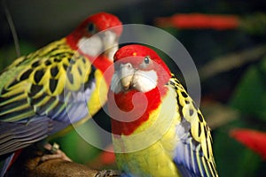 Exotic Birds