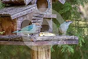 Two exotic scrub tanagers birds