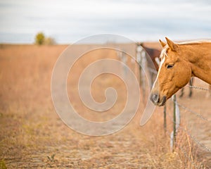 Two expectant horses photo