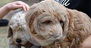 Two extremely cute brown and white labradoodle puppies