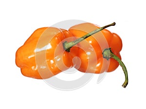 Two Extremely Hot Habanero Peppers isolated on white photo