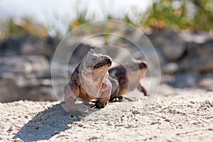 Two exuma island iguanas in the bahamas