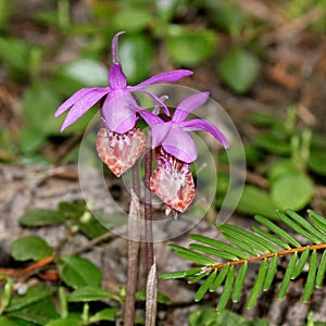 Two Fairy Slipper Orchids