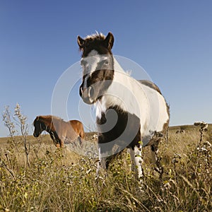 Two Falabella miniature horses