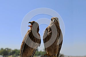 Two falcons against a blue sky