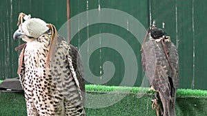 Two Falcons at Doha Souq