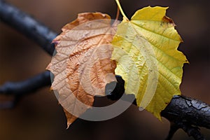 Two fall leaves, showcasing natures stunning autumnal palette