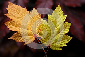 Two fall leaves, showcasing natures stunning autumnal palette
