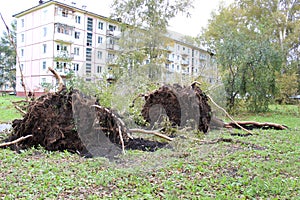 Two fallen poplar after Hurricane