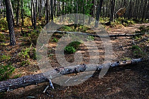 Two fallen trees in the forest of the Natural Park Southwest Ale