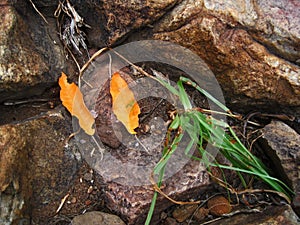 TWO FALLEN YELLOW LEAVES AT THE END OF SUMMER LYING BETWEEN ROCKS WITH A CLUMP OF GREEN GRASS photo