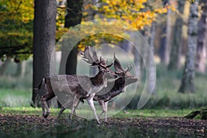 Two fallow buck before fight