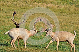 Two Fallow Deer Bucks Sparring in Alfalfa Field