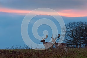 Two Fallow Deer Bucks at Sunset