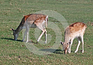 Two Fallow Deer Fawn Grazing