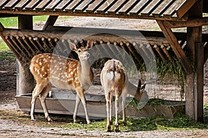 Two fallow deer and feeder