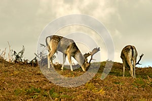 Two Fallow deer in long grass