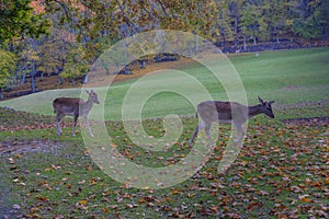 Two fallow deer running through the autumn alley covered with fallen leaves. Autumn wildlife nature.