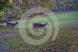 Two fallow deer running through the autumn alley covered with fallen leaves. Autumn wildlife nature.