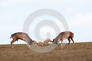 Two fallow deer stags fighting against each other with antlers on a meadow