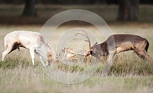 Two fallow deer stags fighting during the rut in autumn