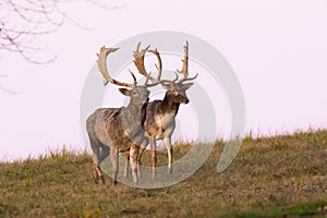 Two fallow deer stags walking side by side on meadow during a duel