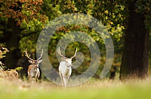 Two Fallow deer walking in the forest