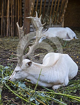 Two fallow deer. A white doe dama dama with beautiful horns gnaws a branch. Vertical image