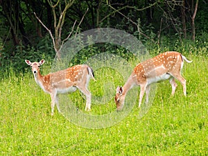 Two fallow deers on the green meadow