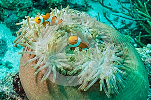 Two false clownfish, great anemone