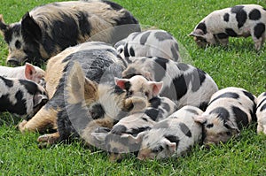 Two familes of kune kune pigs and piglets