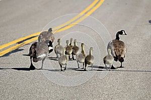 Two families of Canada Geese walk down a highway