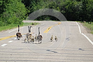 Two families of Canada Geese walk down a highway