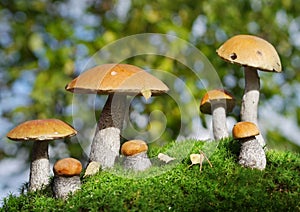 Two families of mushrooms in the forest, fantasy photo