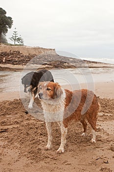 Two farm sheep dogs digging and playing beside a tidal lagoon at