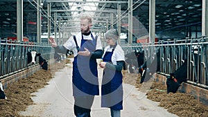 Two farm specialists are talking to each other in the cow farm