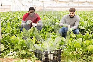 Two farm workers harvesting green chard