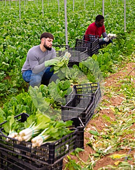 Two farm workers harvesting green chard