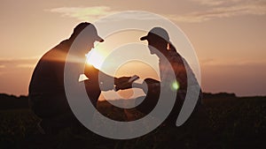 Two farmer man and woman are working in the field. They study plant shoots, use a tablet. At sunset