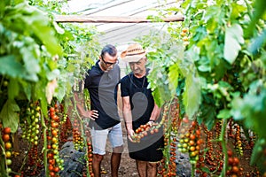 Two farmer workers at greenhouse check cherry tomato harvest