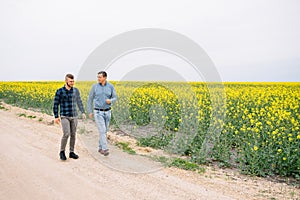 Two farmers in a field examining rape crop. Agribusiness concept. agricultural engineer standing in a rape field