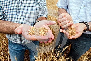 Two farmers with a grain of wheat in his hands.