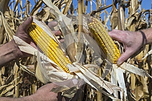 Two Farmers Holding Corn Cob In Hand In Corn Field