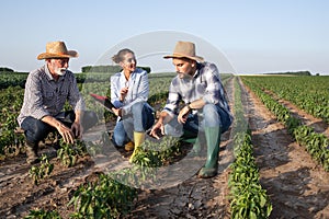 Two farmers and insurance sales rep crouching in pepper field talking