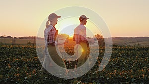 Two farmers man and woman are walking along the field, carrying boxes with fresh vegetables. Organic farming and family