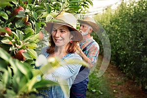 Two farmers picking apples