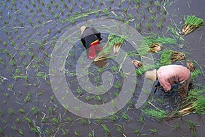 Two farmers, preparing rice seeds for planting in rice fields, use traditional irrigation system, take from top, in morning.