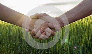 Two farmers shaking hands against the background of a wheat field, close-up