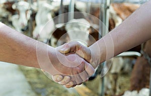 Two farmers shaking hands in cattle stable